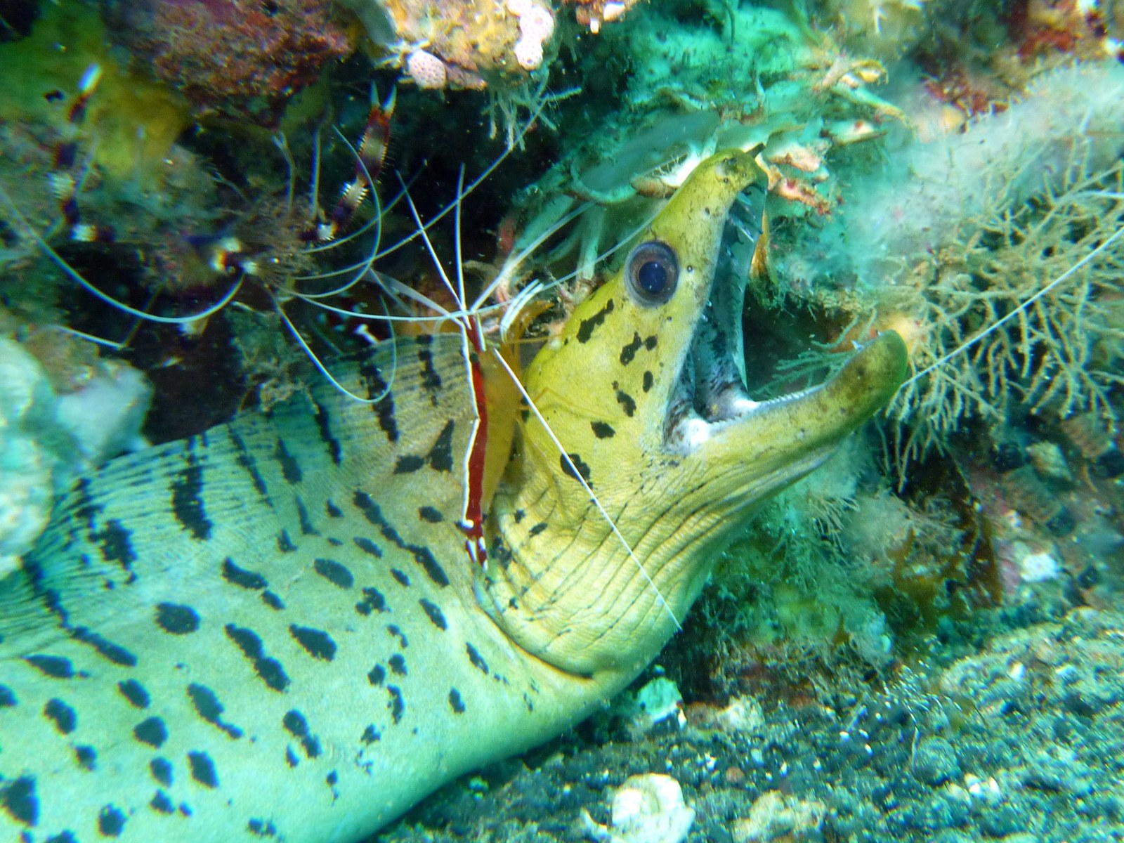 Krevetka čistič (Lysmata amboinensis) čistí tlamu murény na čistiacej stanici