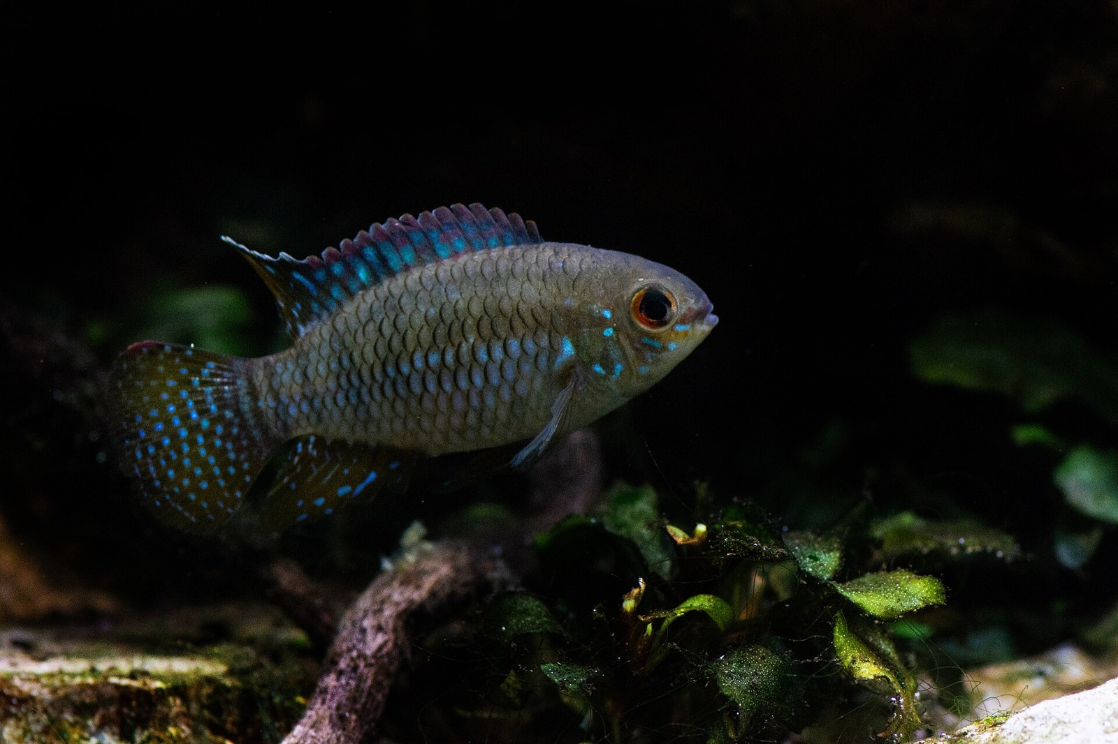 Akara usmievavá (cichlida vlajková trpasličia) (Laetacara curviceps)