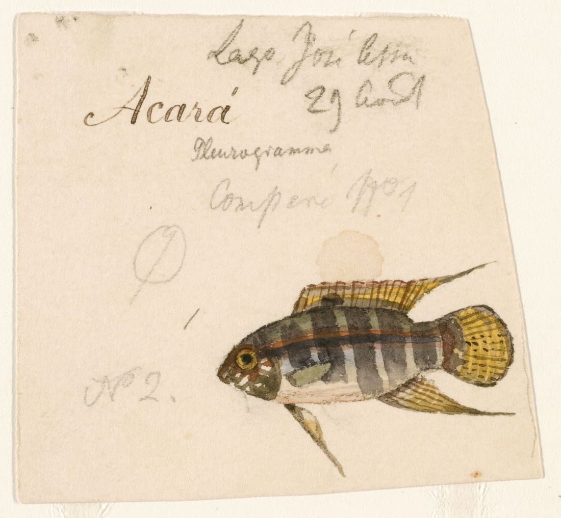 Akvarel akary usmievavej z roku 1865 s rukopisným popisom „Acará — Pleurogramma“