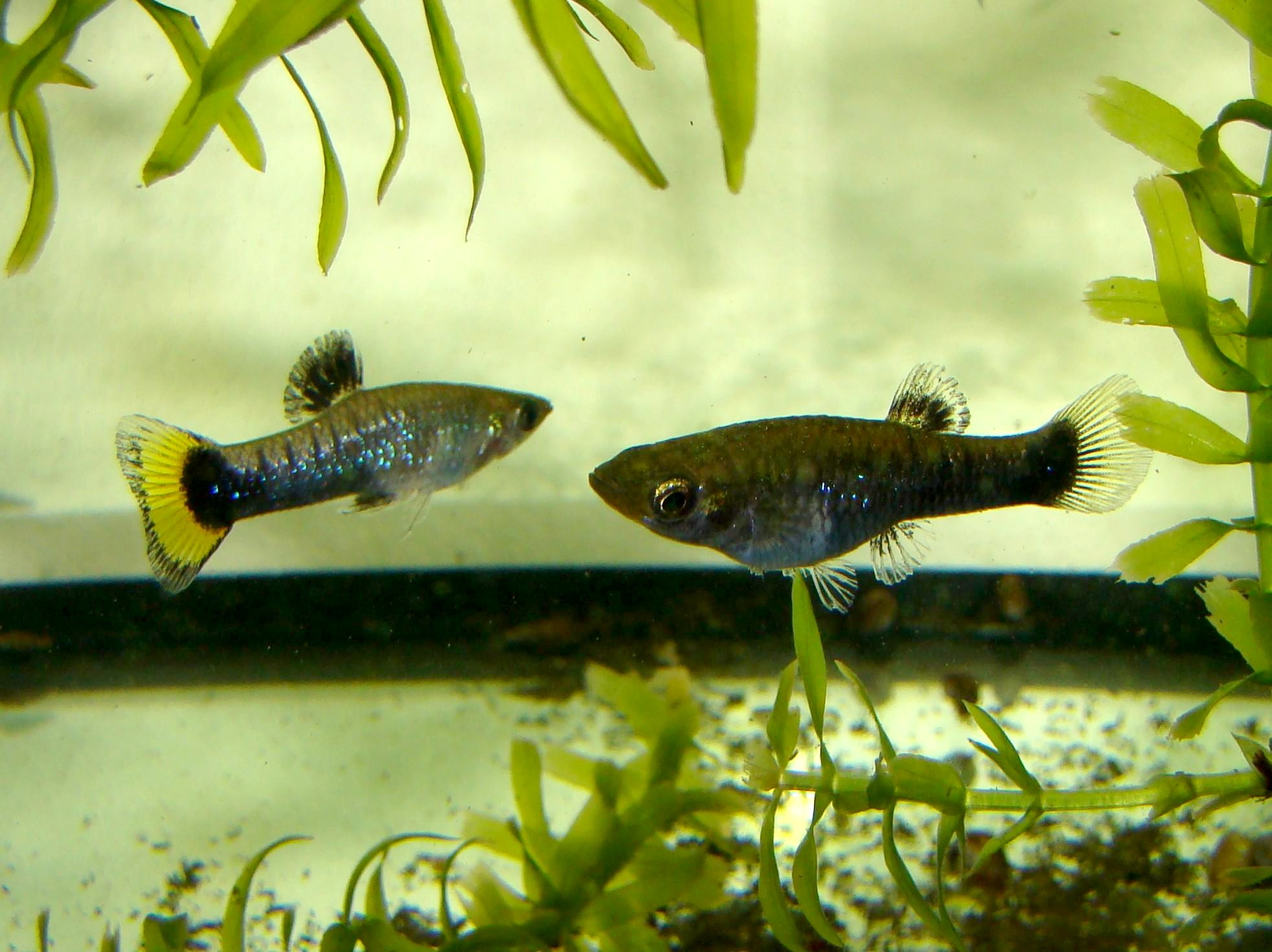 Limia melanogaster (Limia melanogaster)