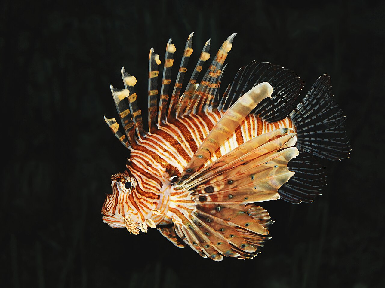 Lionfish (perutýn) (Pterois volitans) — dospelý jedinec