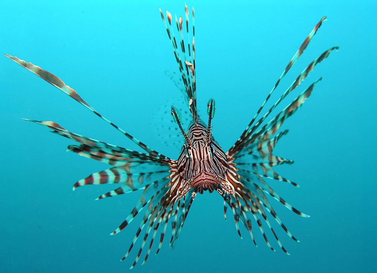 Lionfish (perutýn) (Pterois volitans) — detail sfarbenia