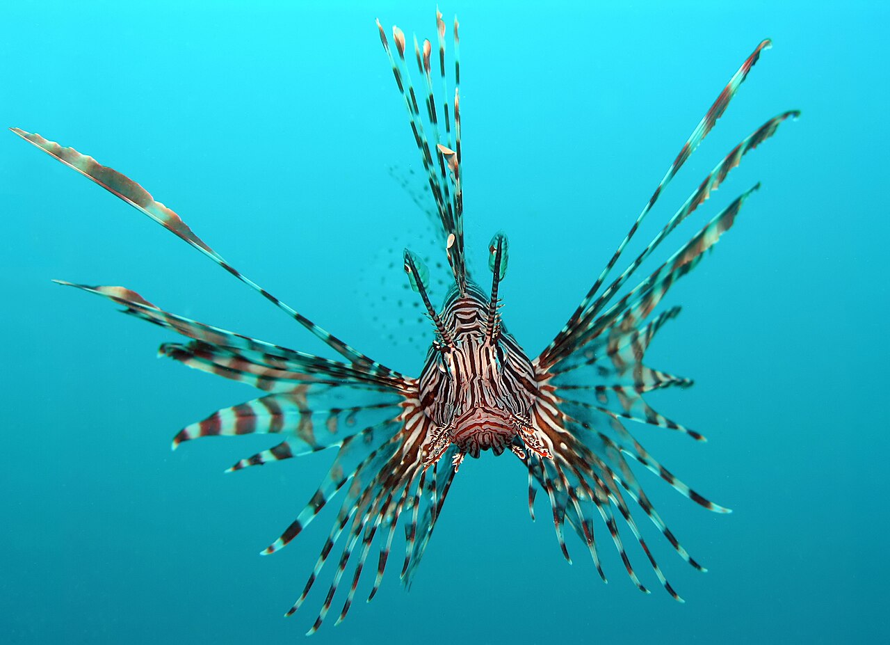 Lionfish (perutýn) (Pterois volitans) — v akváriu