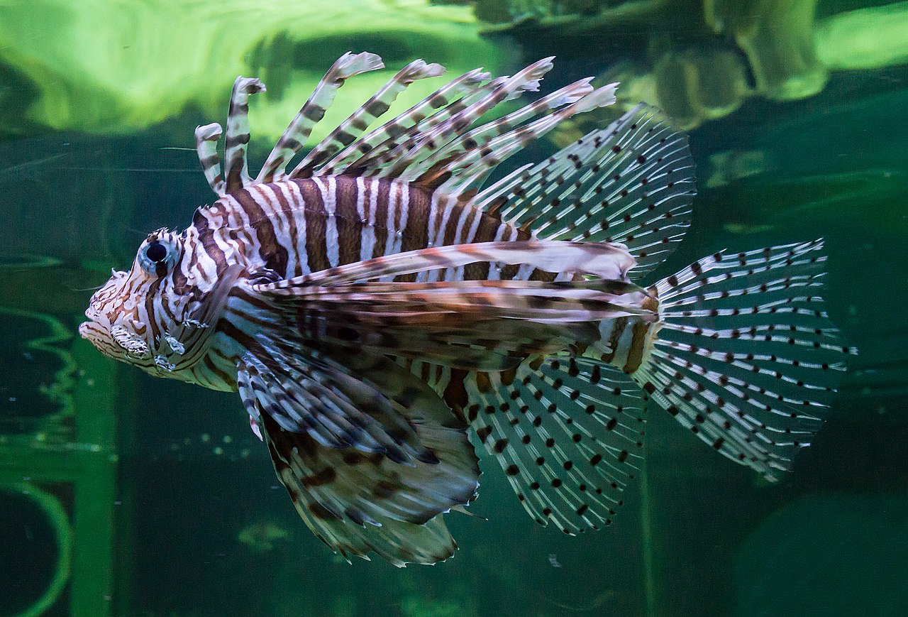 Lionfish (perutýn) (Pterois volitans) — bočný pohľad