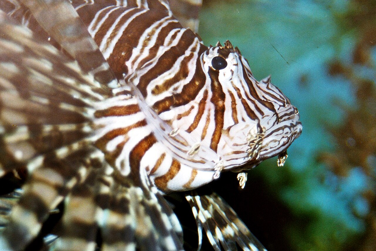 Lionfish (perutýn) (Pterois volitans) — celé telo a plutvy