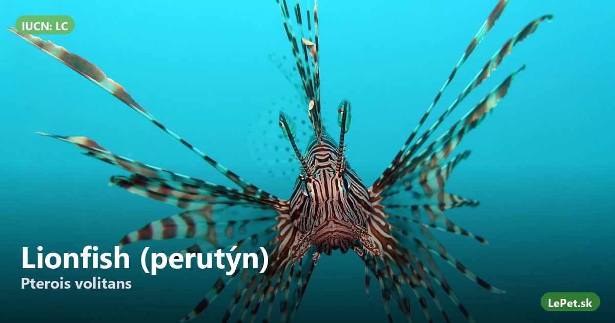 Lionfish (perutýn) (Pterois volitans) — karta druhu