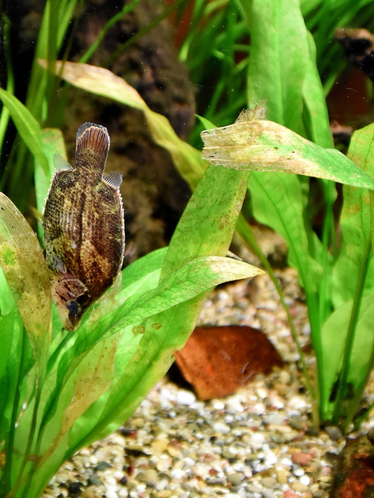 Listovec amazonský (Monocirrhus polyacanthus)