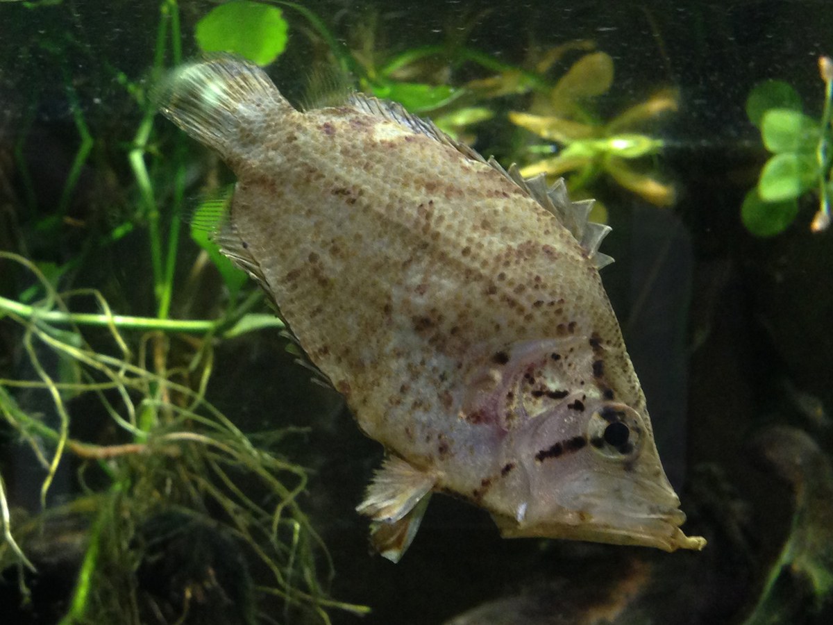 Listovec amazonský v akváriu medzi rastlinami a spadnutým lístím