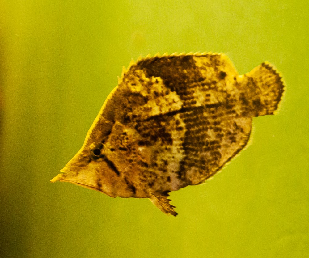 Monocirrhus polyacanthus — bočný pohľad na telo v tvare listu