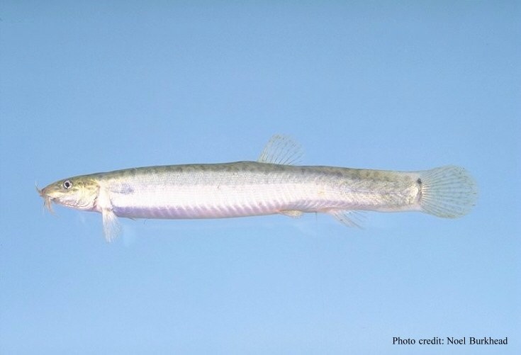 Pĺž dojo (čínsky pĺž, weather loach) (Misgurnus anguillicaudatus)