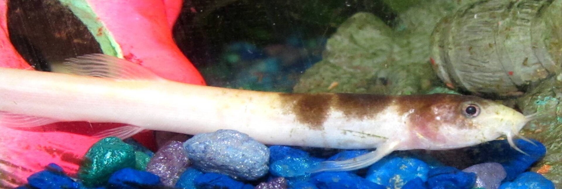 Pĺž dojo (Misgurnus anguillicaudatus) — svetlá chovná forma v akváriu, celé úhoreovité telo s fúzmi