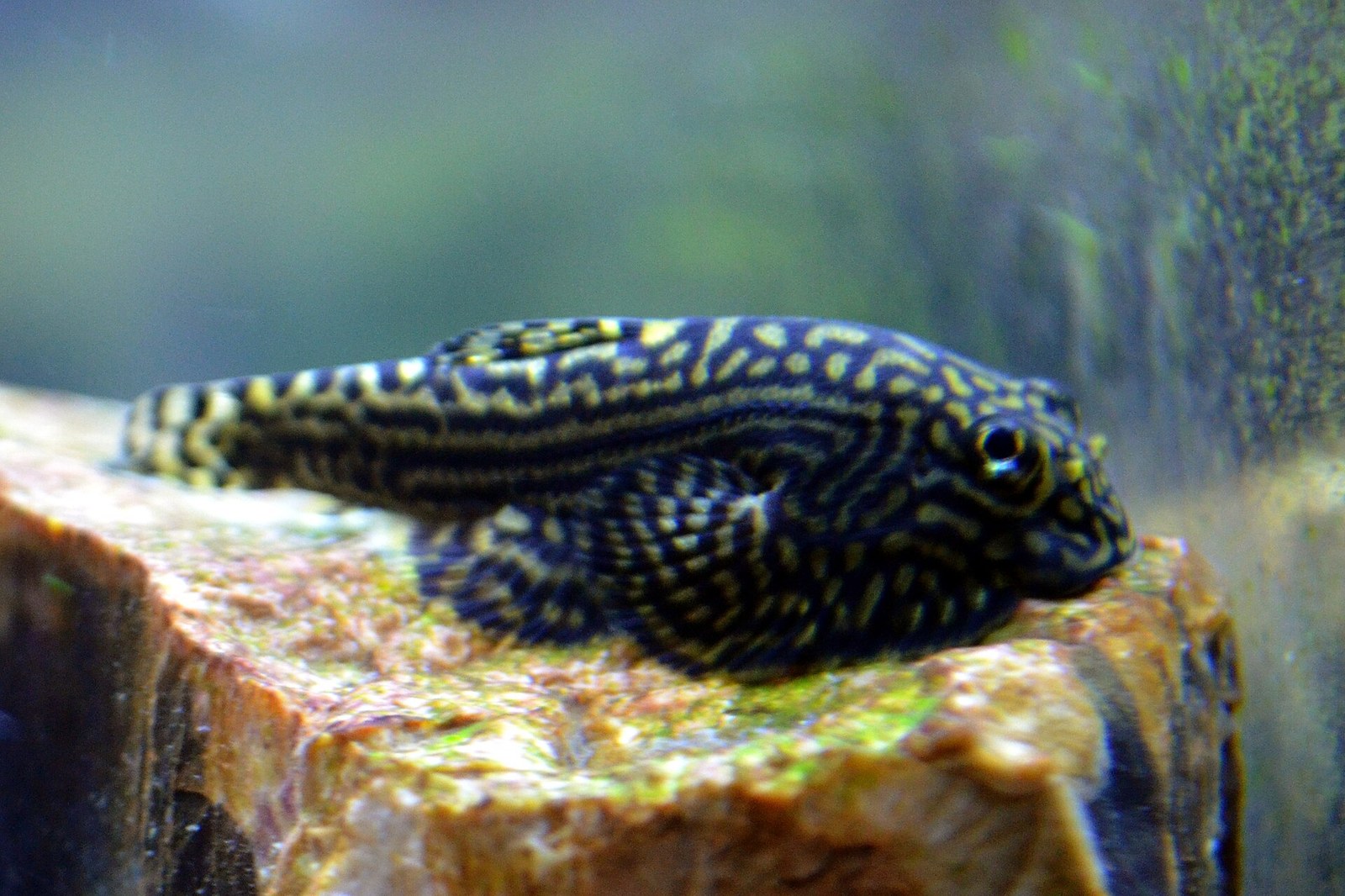 Sykavka horská (rejnokovitý pĺž) (Sewellia lineolata)