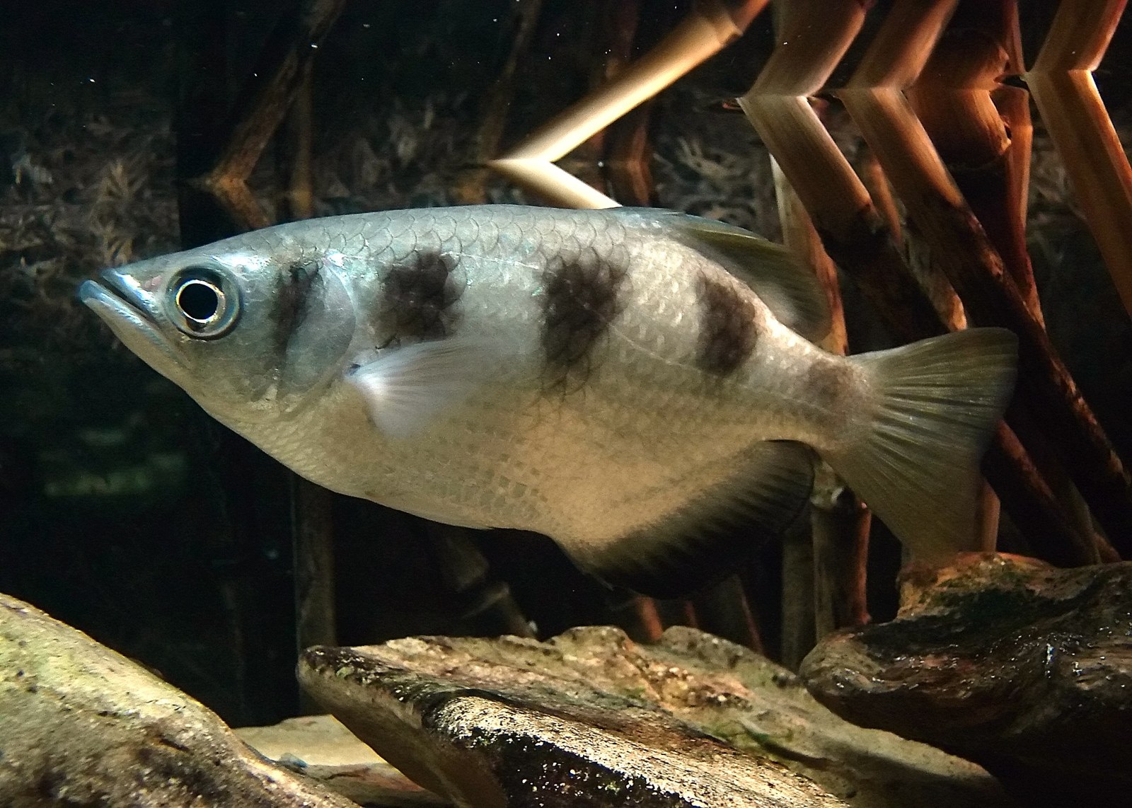 Lukostrelec pruhovaný (Toxotes jaculatrix)