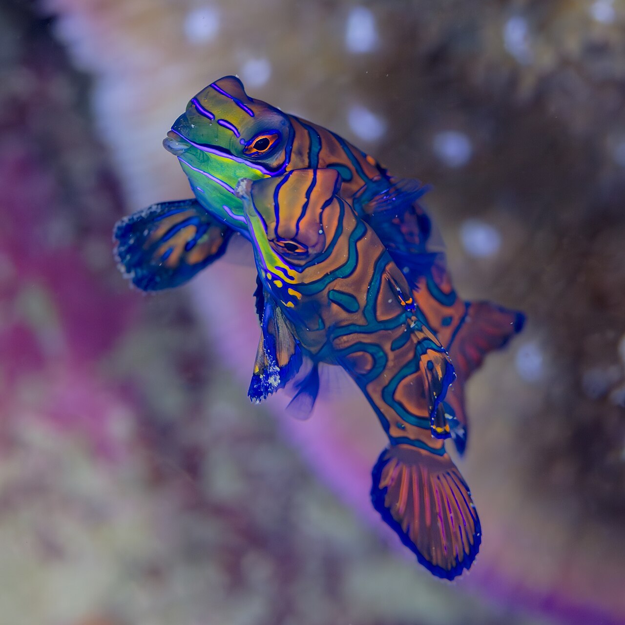 Dvojica mandariniek (Synchiropus splendidus) tesne pri sebe počas večerného výteru nad útesom