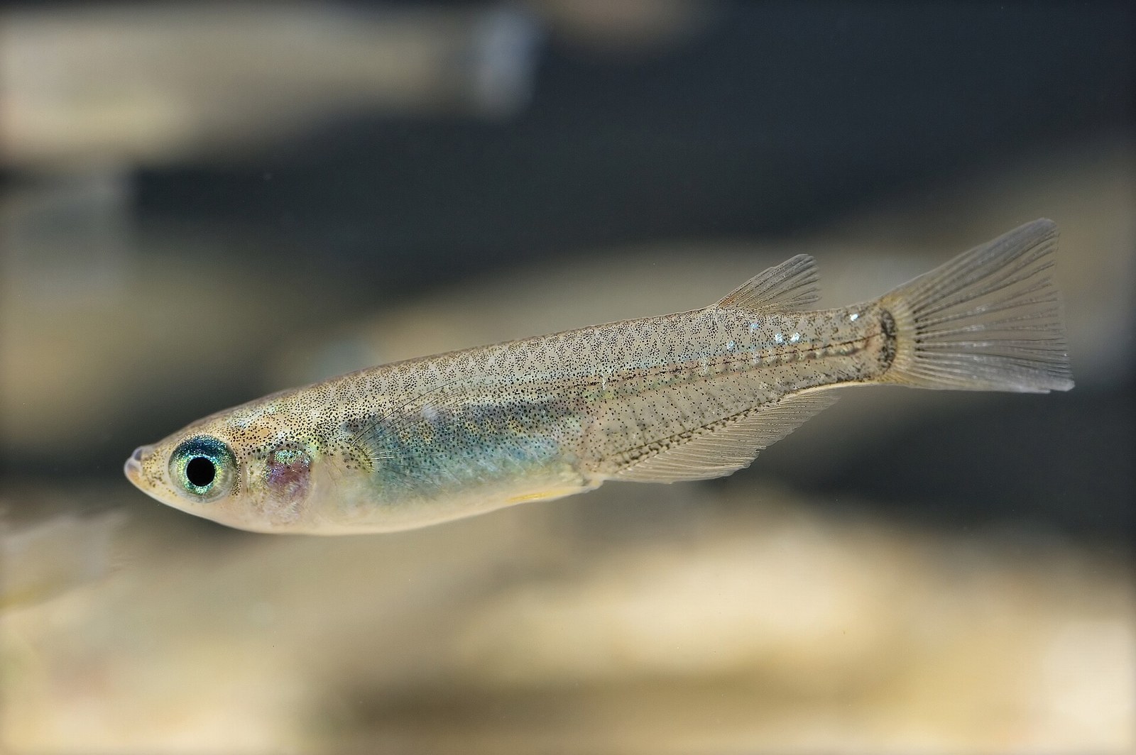 Medaka japonská (Oryzias latipes)