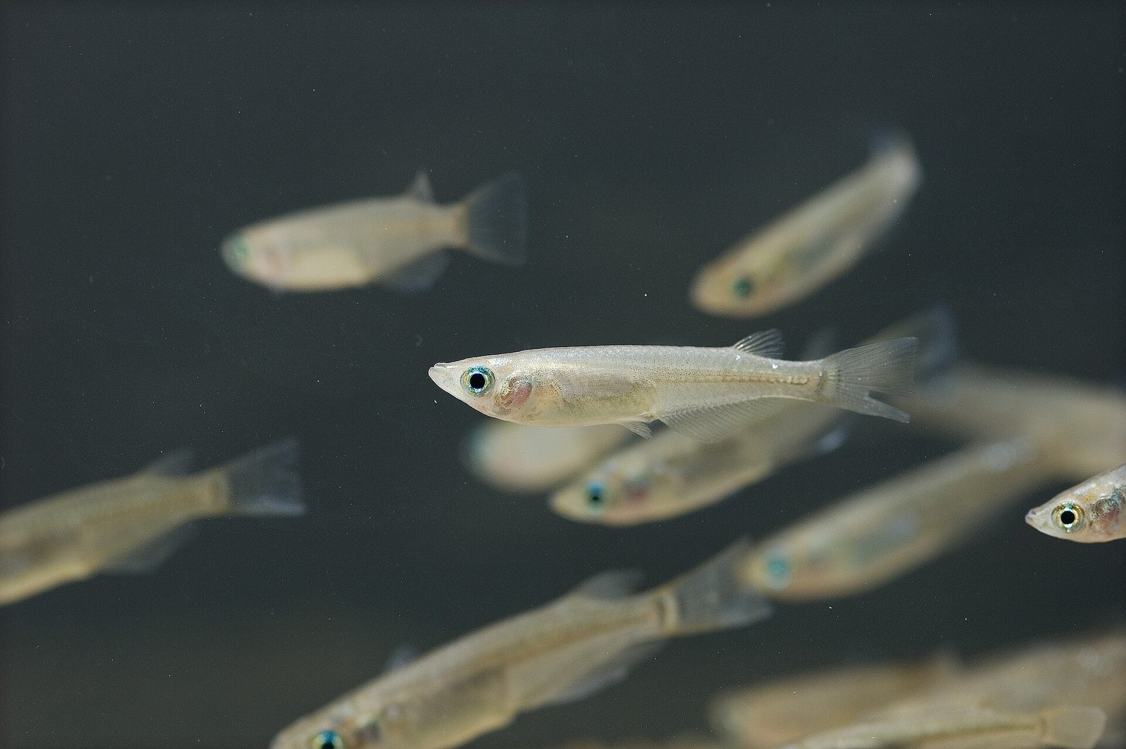 Medaka japonská (Oryzias latipes) — detail sfarbenia
