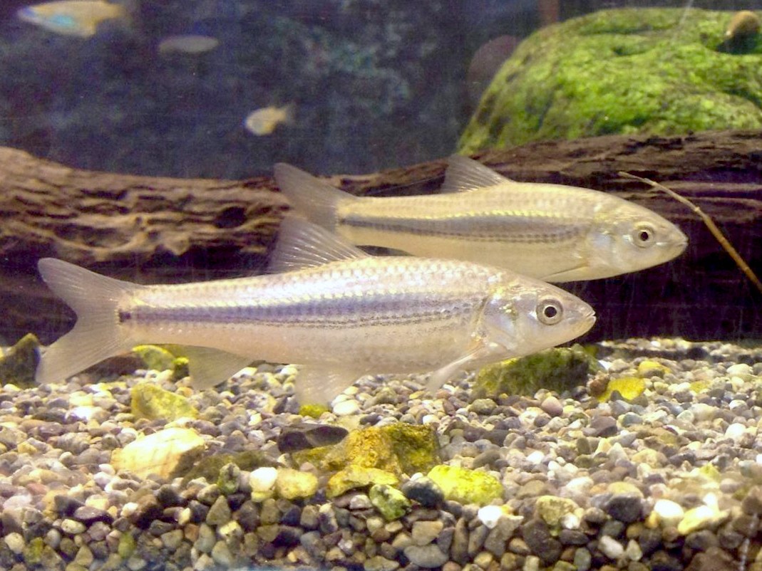 Medaka japonská (Oryzias latipes) — v akváriu / biotop