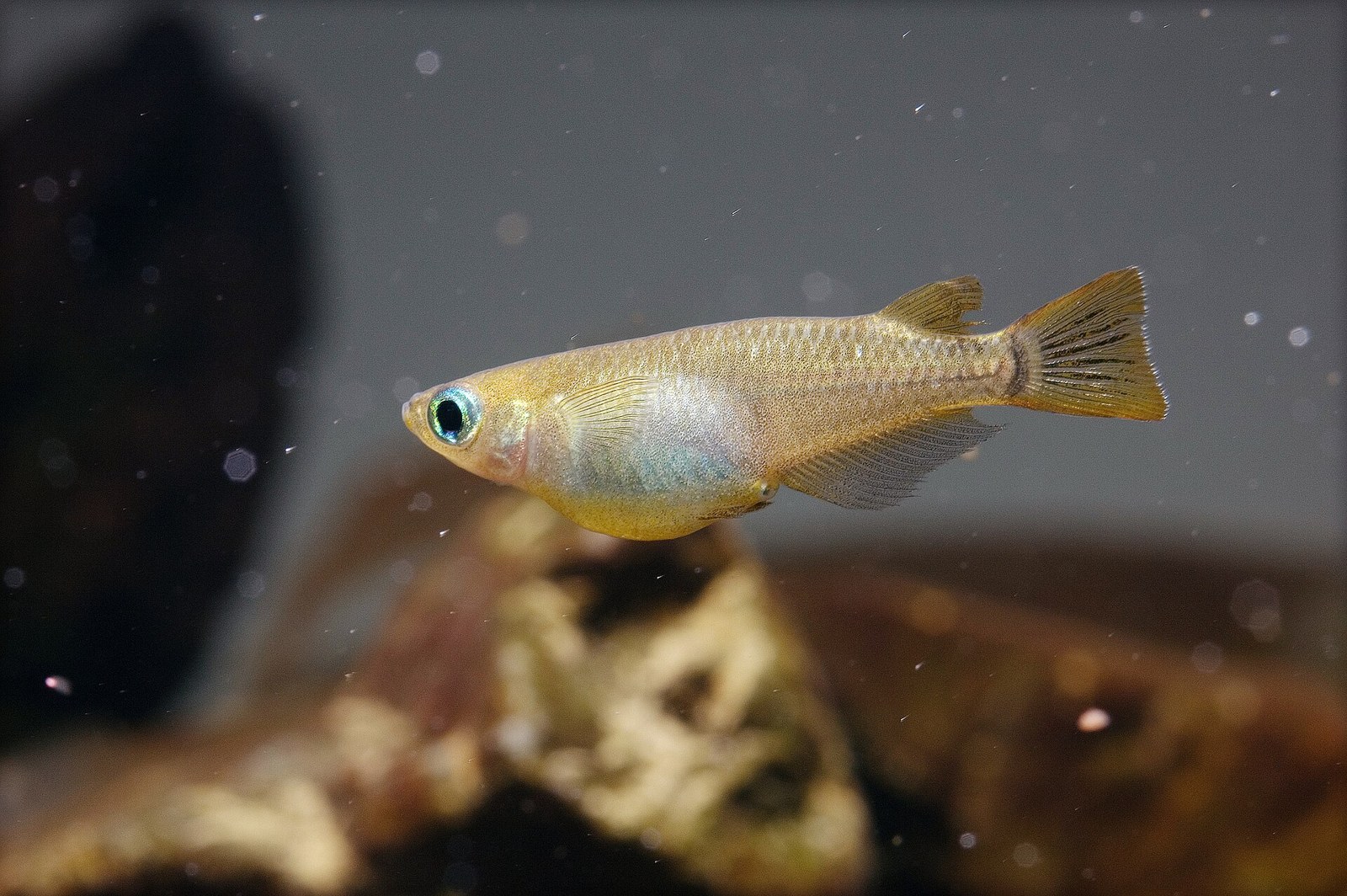 Medaka japonská (Oryzias latipes) — ďalší pohľad