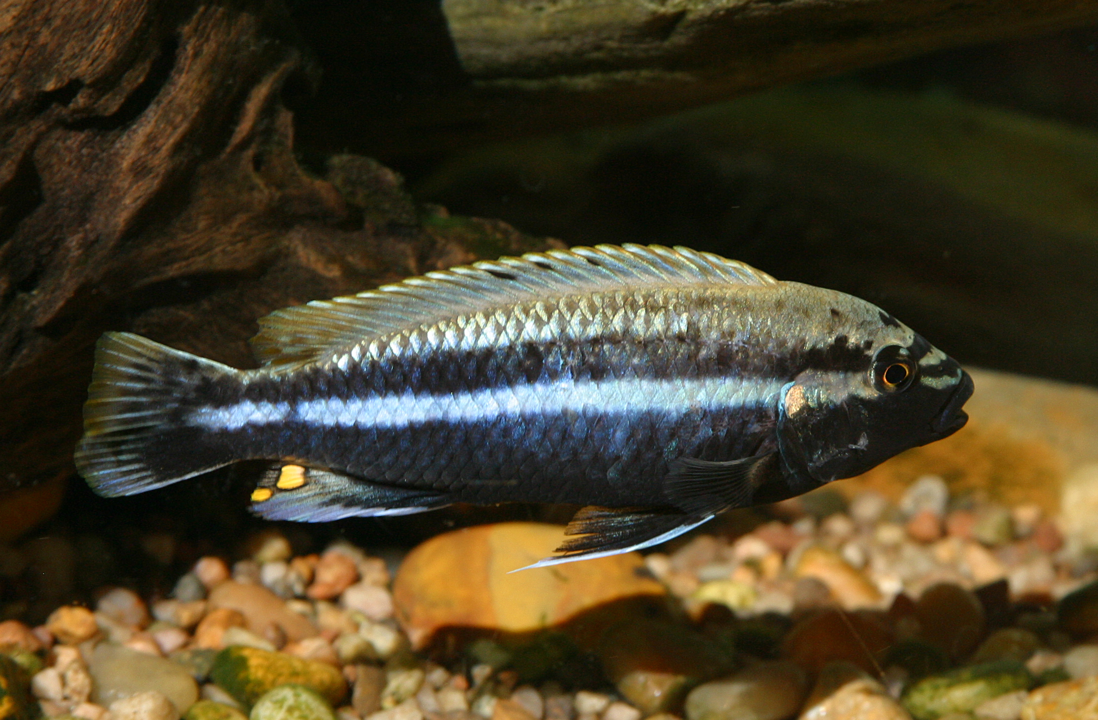 Mbuna auratus