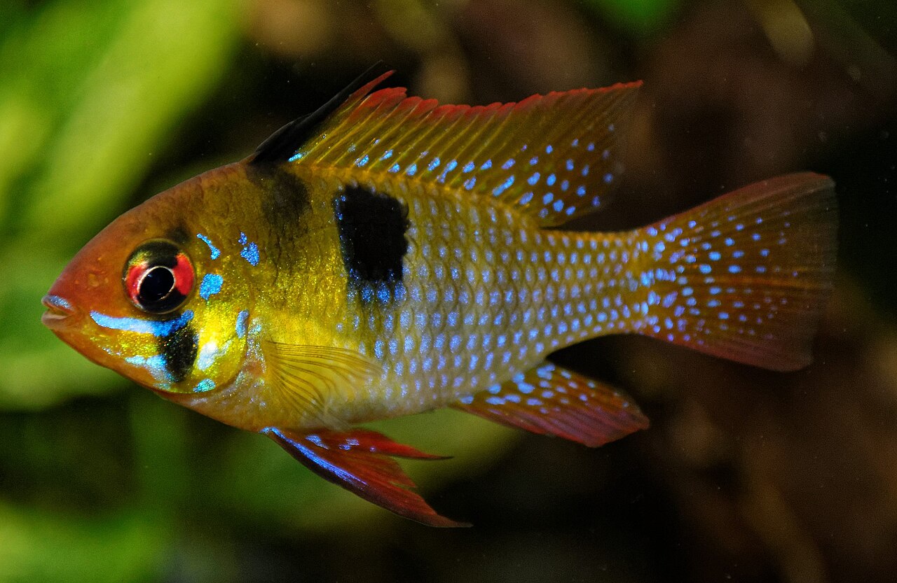 Ramirezka obyčajná (Mikrogeophagus ramirezi) — porovnávaný príbuzný druh