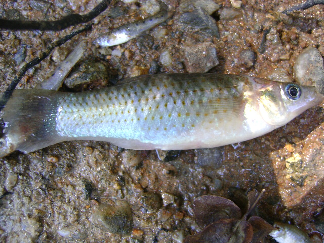 Foto 5