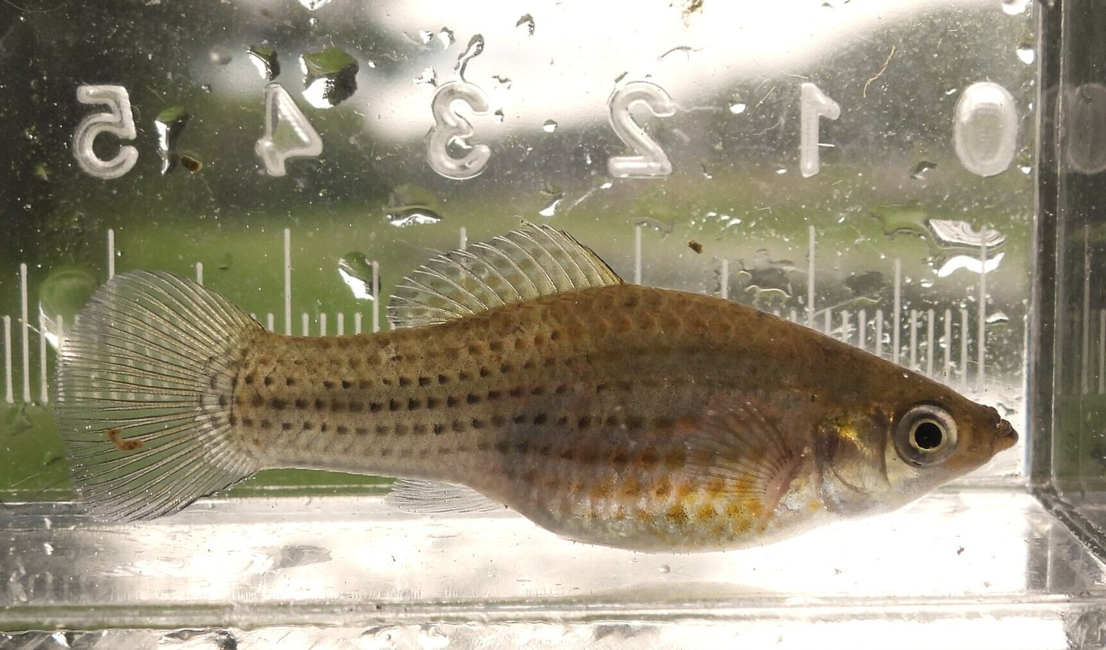 Molly plachtoplutvá (Poecilia latipinna)