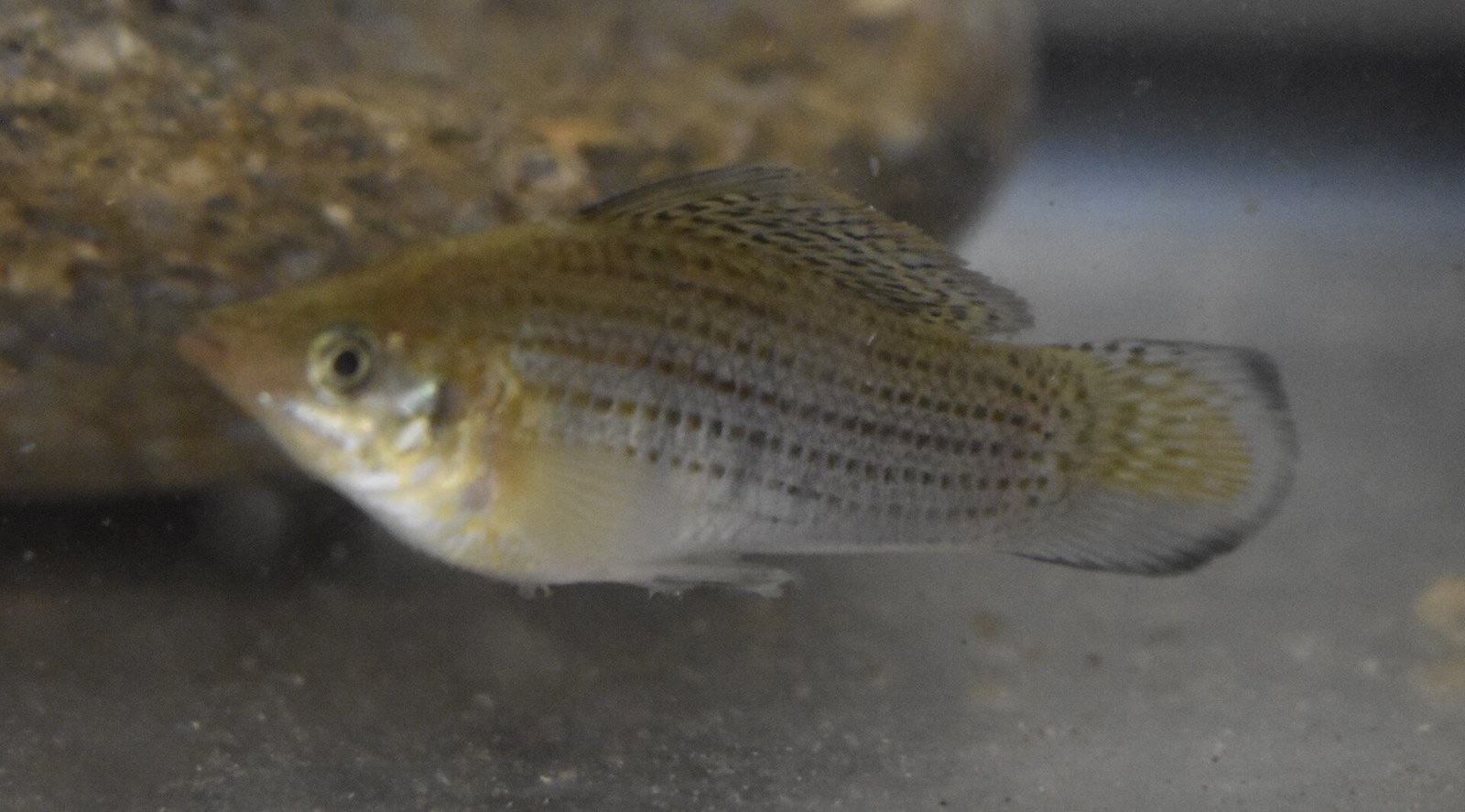 Samec molly plachtoplutvej (Poecilia latipinna) s rozvinutou plachtovou chrbtovou plutvou, bočný pohľad