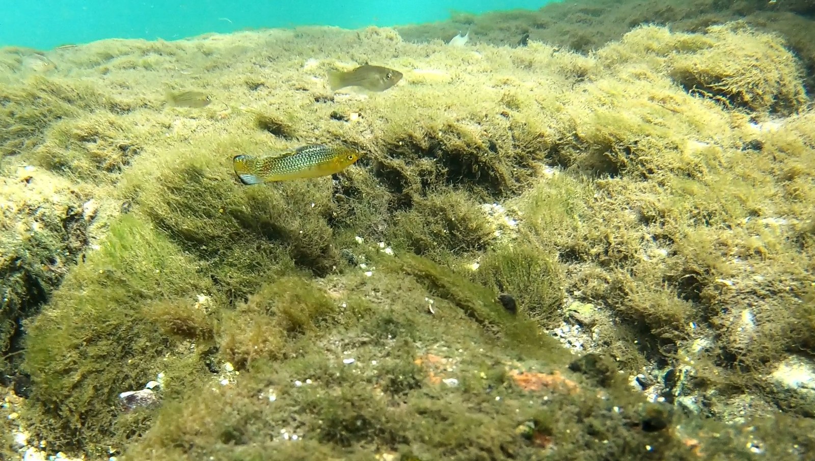 Molly plachtoplutvá (Poecilia latipinna) pláva tesne nad hustým riasovým nárastom na dne