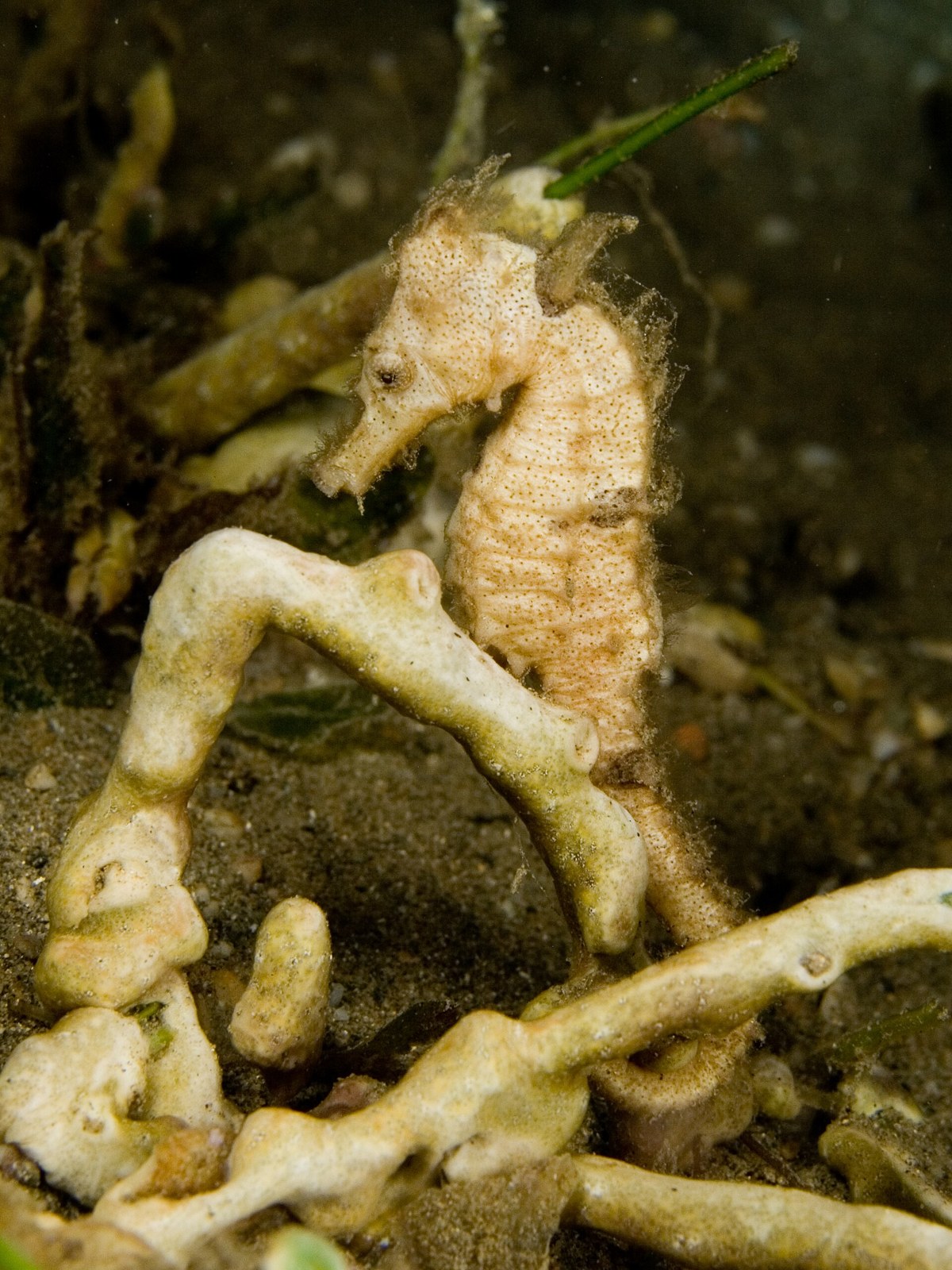 Morský koník (Hippocampus kuda)