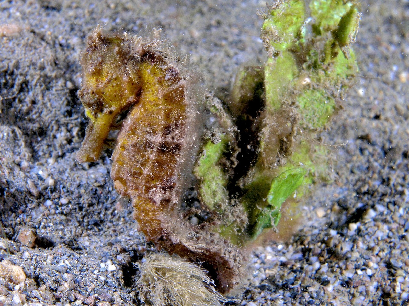 Morský koník (Hippocampus kuda) obrastený riasami, maskovaný na piesočnatom dne