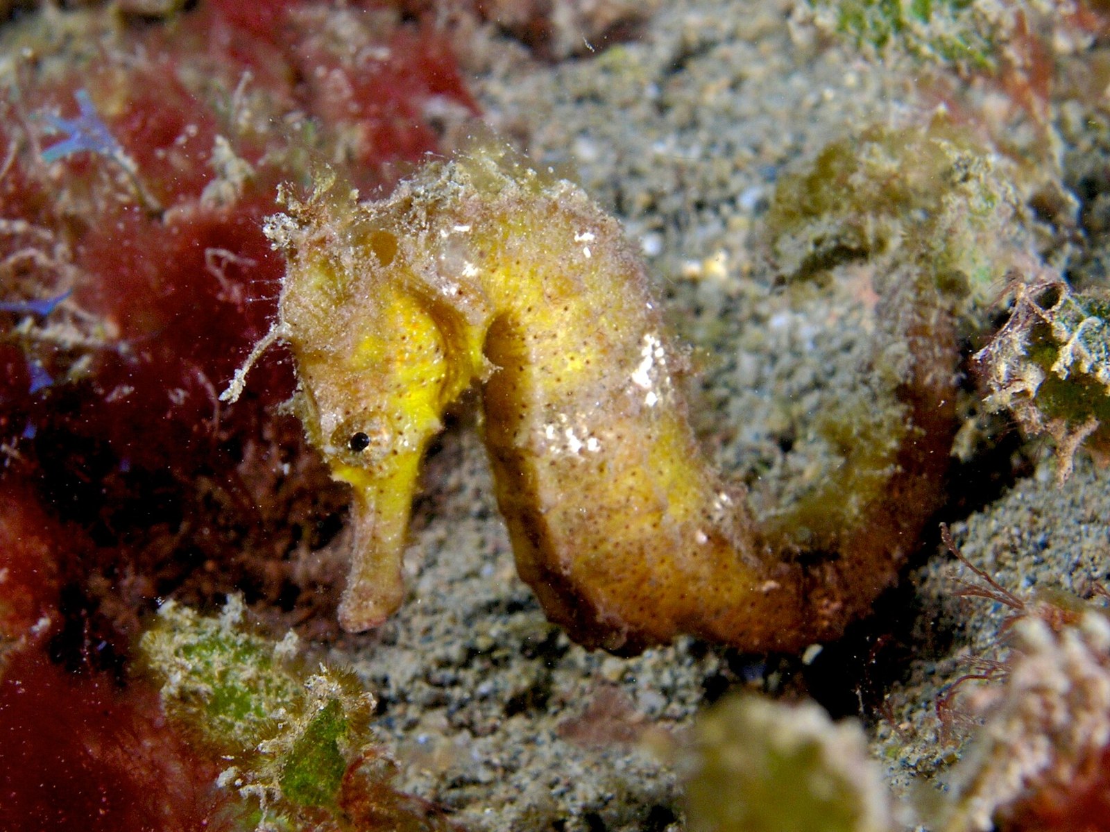Žltý morský koník (Hippocampus kuda) na dne medzi riasami