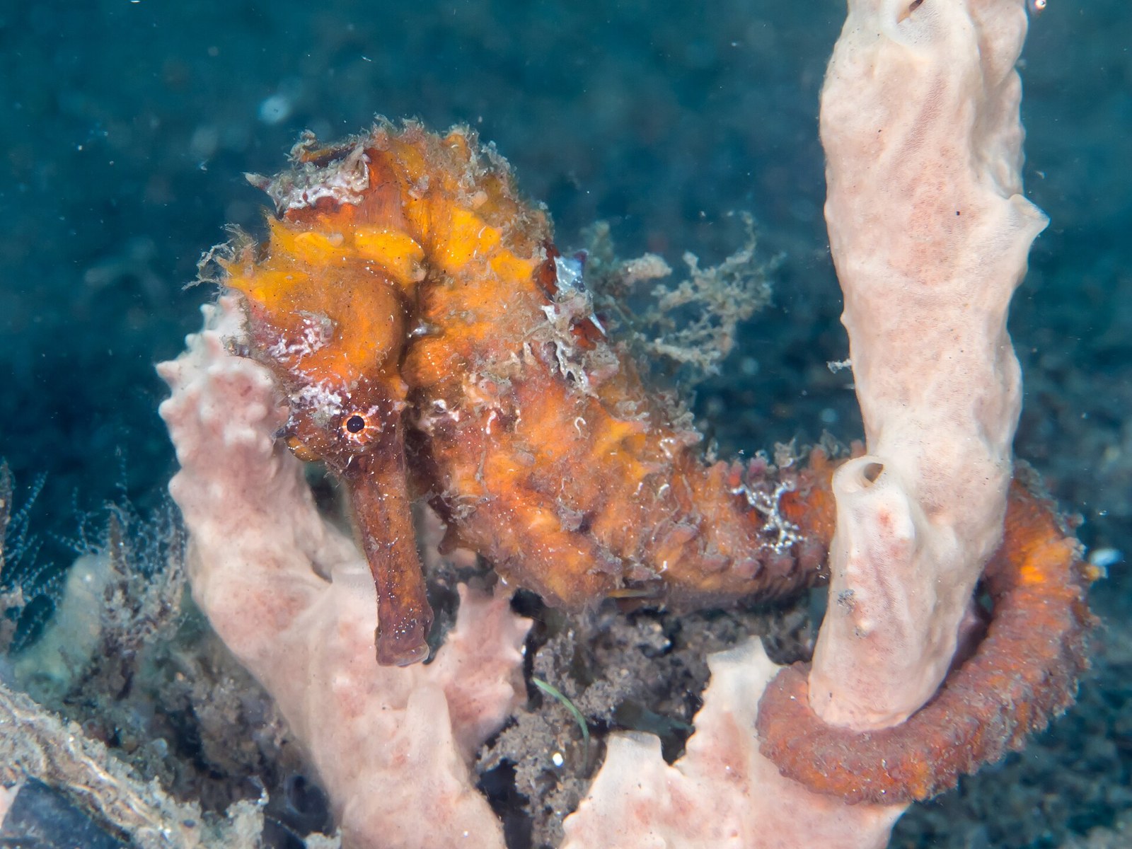 Oranžový morský koník (Hippocampus kuda) ovinutý chvostom okolo hubky