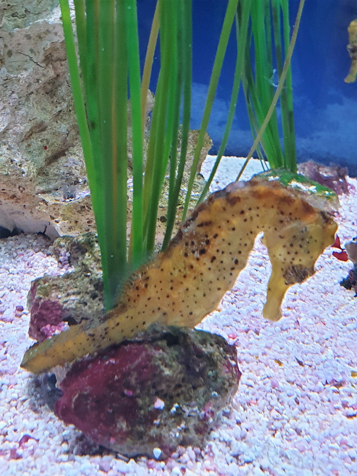 Morský koník (Hippocampus kuda) v akváriu medzi umelými morskými trávami
