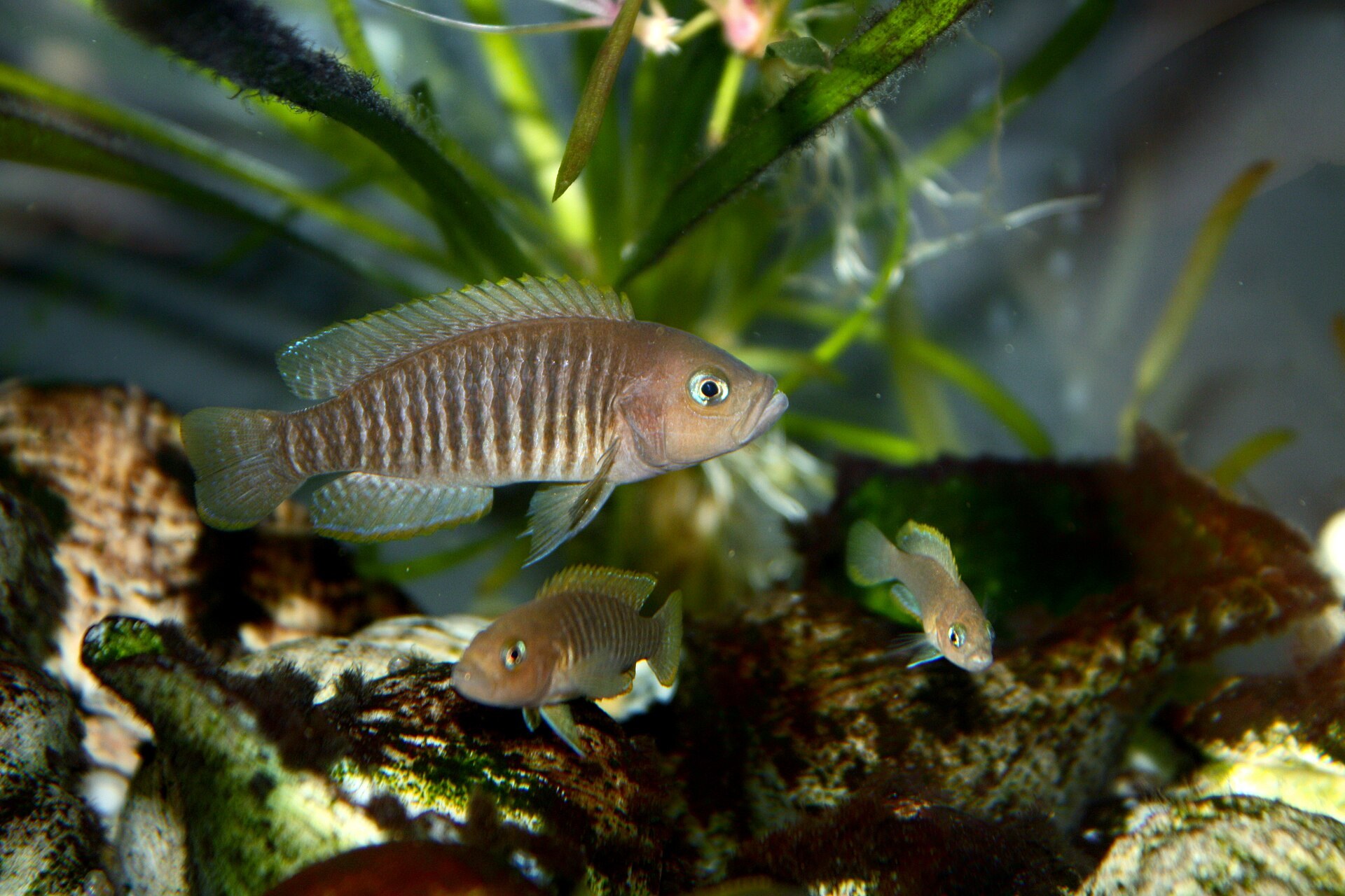 Lamprológus mnohopruhý (ulitníková cichlida „multi“) (Neolamprologus multifasciatus)