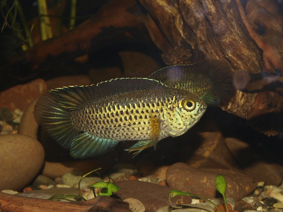 Nannacara zlatá (zlatá trpasličia cichlida) (Nannacara anomala)