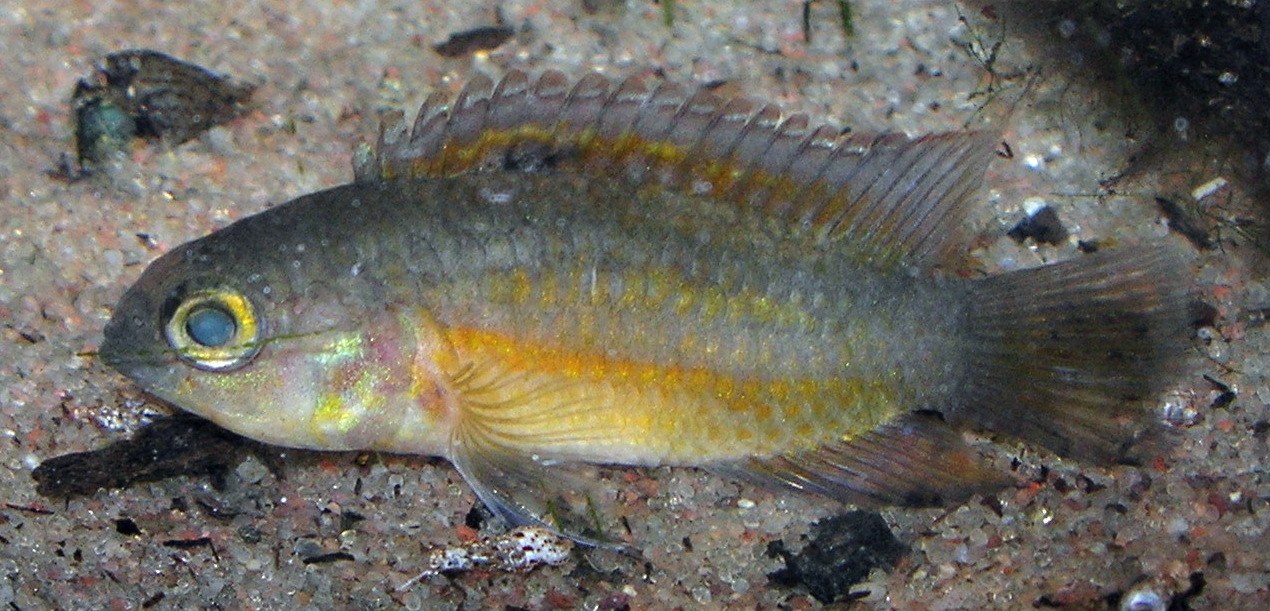 Juvenil Nannacary zlatej približne 2 cm na pieskovom dne