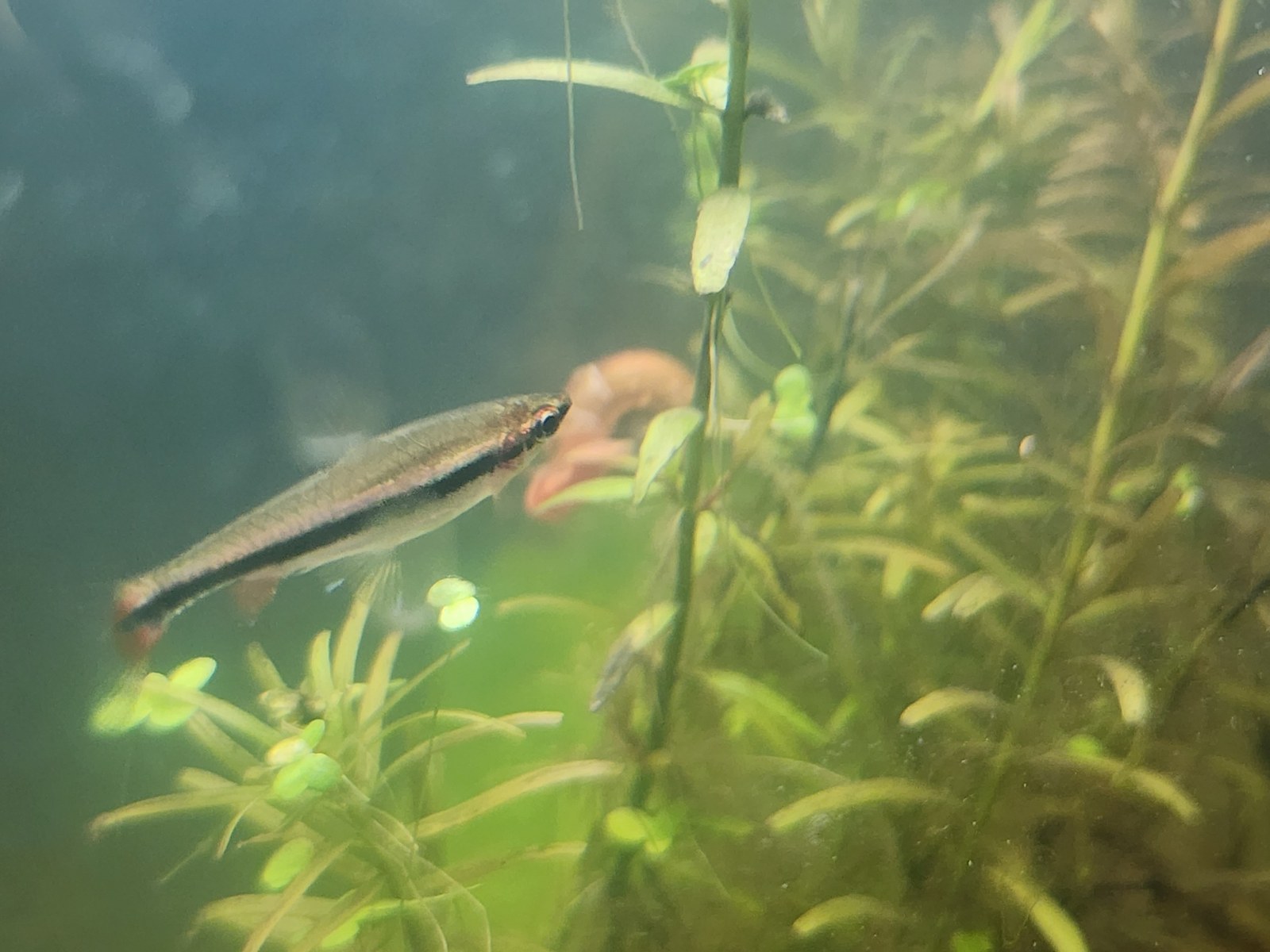 Tučnoústka Beckfordova (Nannostomus beckfordi)