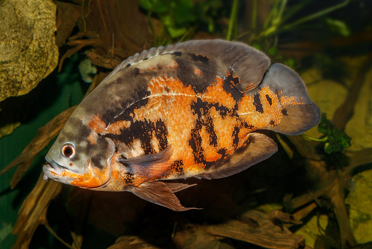 Oscar (Astronotus ocellatus) — tigrí oscar v celej dĺžke v zariadenej nádrži s koreňmi