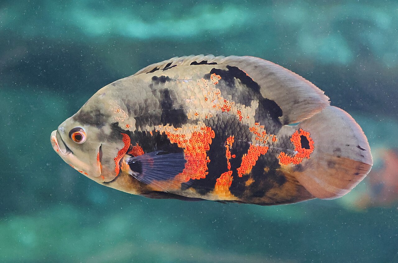 Oscar (Astronotus ocellatus) — celé telo a plutvy na tyrkysovom pozadí, viditeľná oranžová kresba a očko na chvostovej stopke