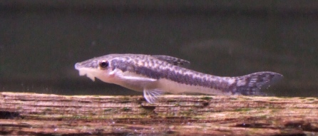 Otocinklus (Otocinclus vittatus) z boku na kuse dreva