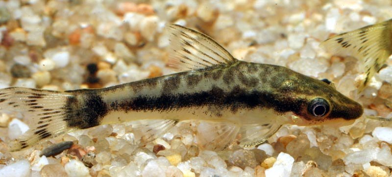 Otocinclus macrospilus s výraznou okrúhlou tmavou škvrnou na koreni chvostovej plutvy