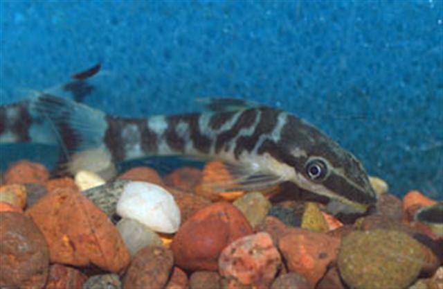 Otocinclus cocama, takzvaný zebra oto, so zvislo pretiahnutými tmavými škvrnami