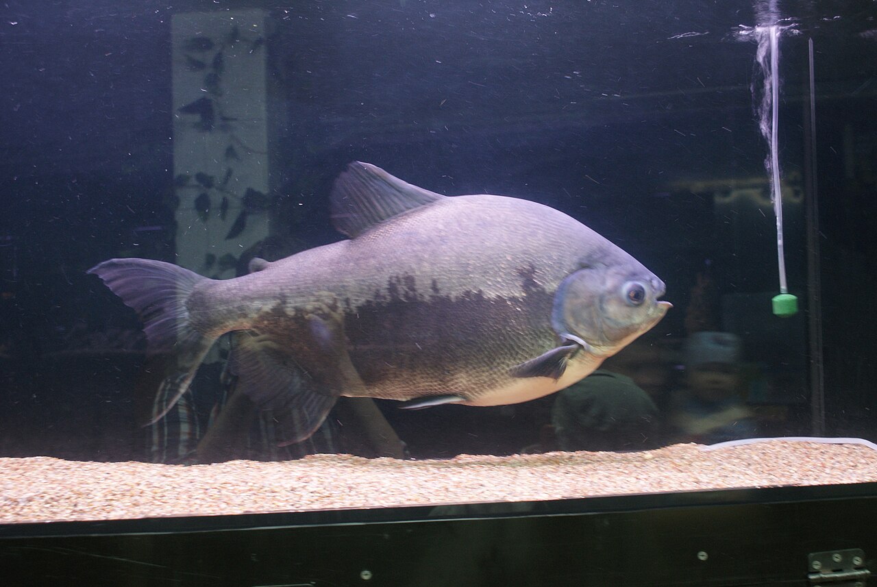 Foto 6