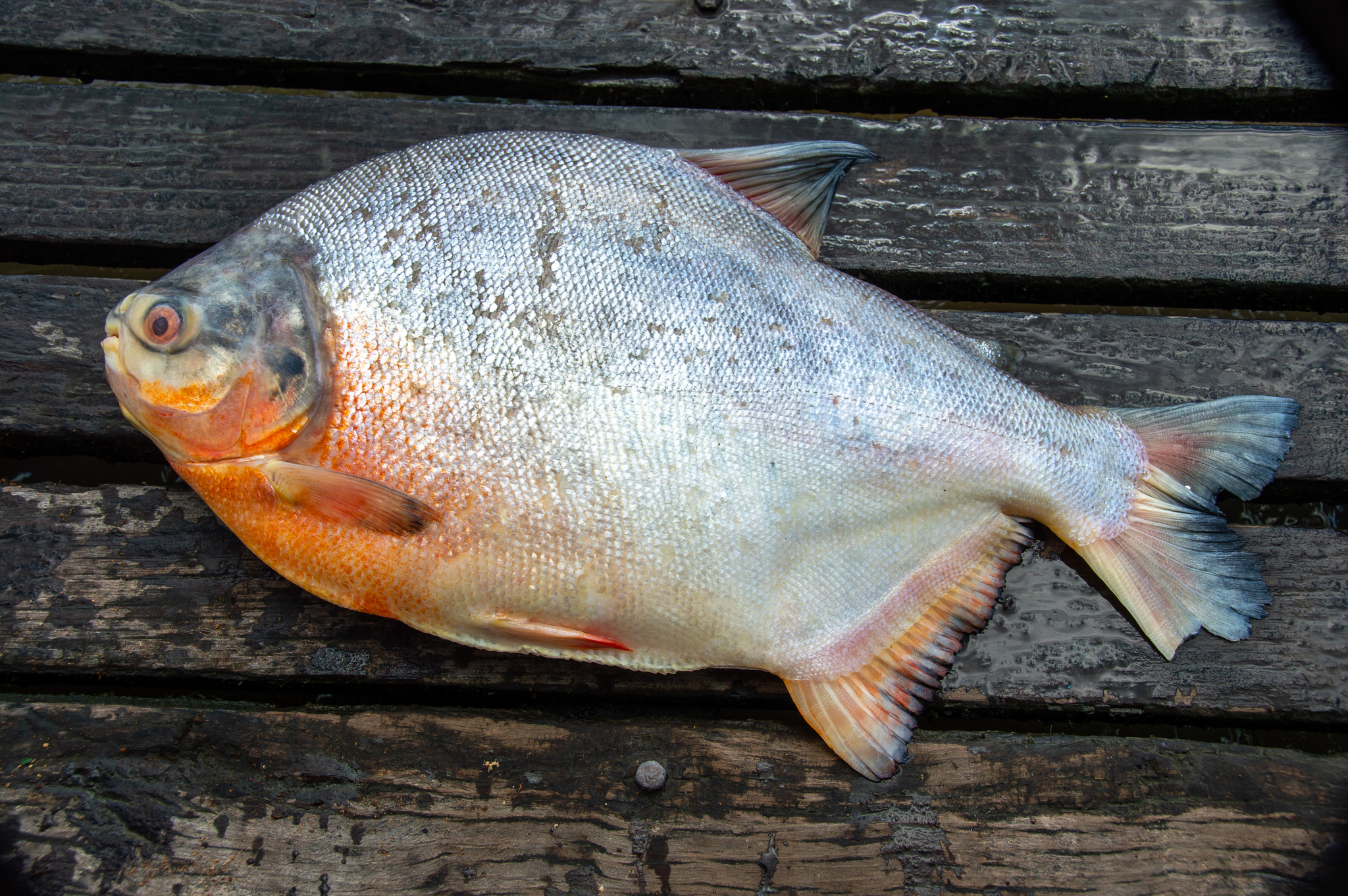 Pacu červenobruchý
