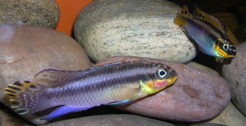 Pelvicachromis pruhovaný (striped krib) (Pelvicachromis taeniatus)