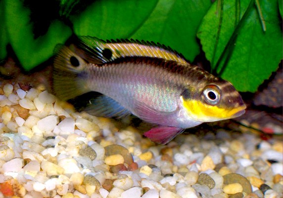 Pelvicachromis taeniatus formy Nigeria red nad svetlým štrkom medzi rastlinami
