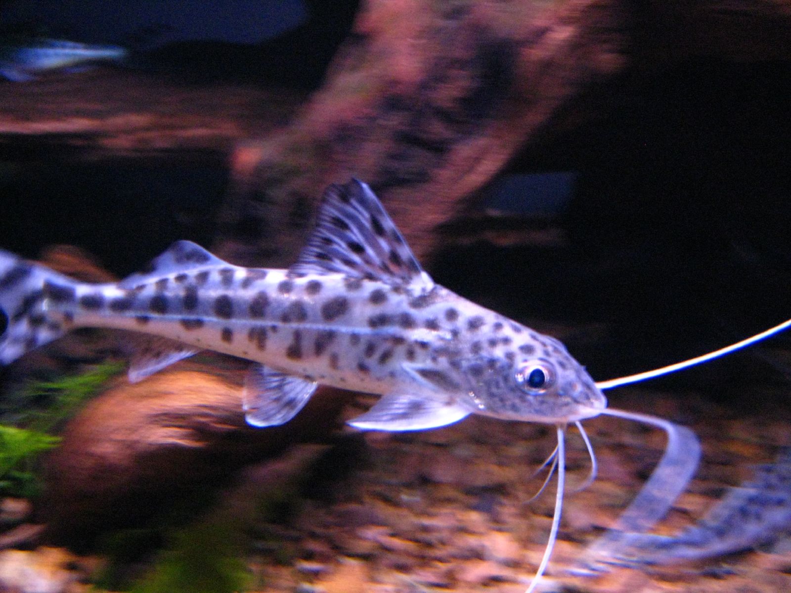 Pictus sumec
