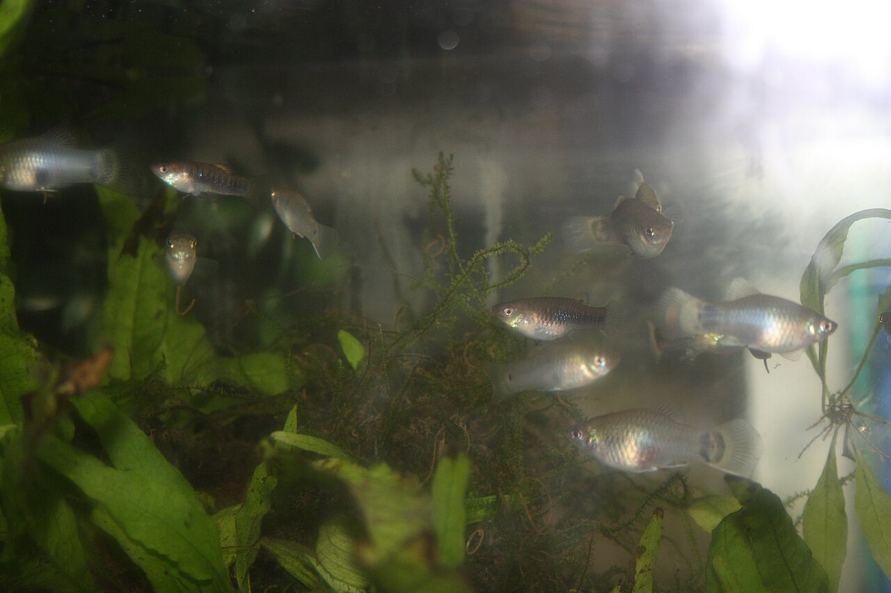 Foto 6