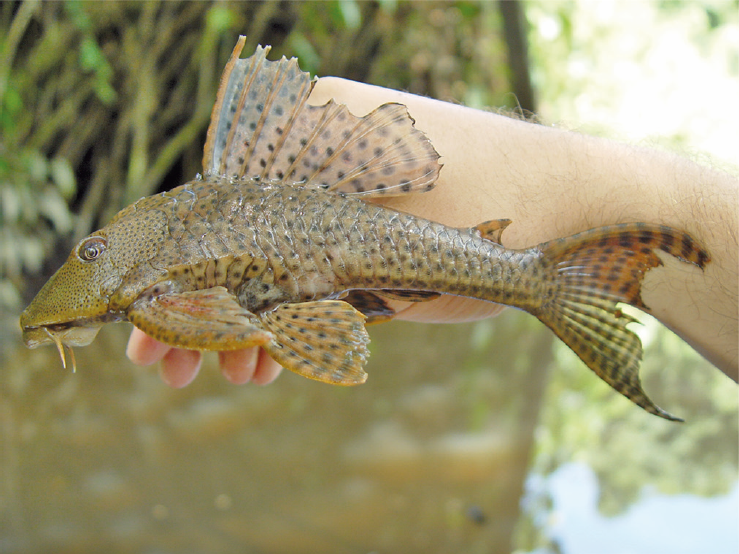 Plecostomus obyčajný