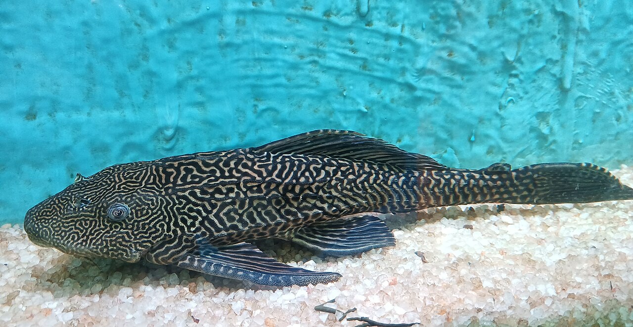 Dospelý plecostomus obyčajný s vermikulovanou kresbou na svetlom piesku v akváriu